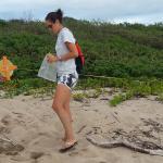 Earthwatch volunteers record the location of a leatherback sea turtle nest